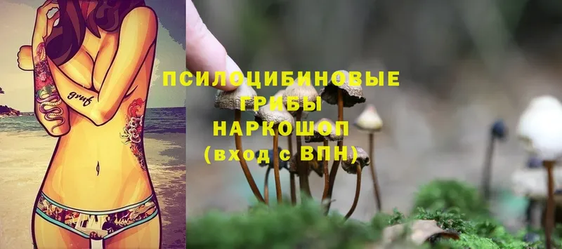 закладка  Новомичуринск  Псилоцибиновые грибы Magic Shrooms 